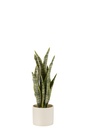 Plant Sansevieria In Pot PVC