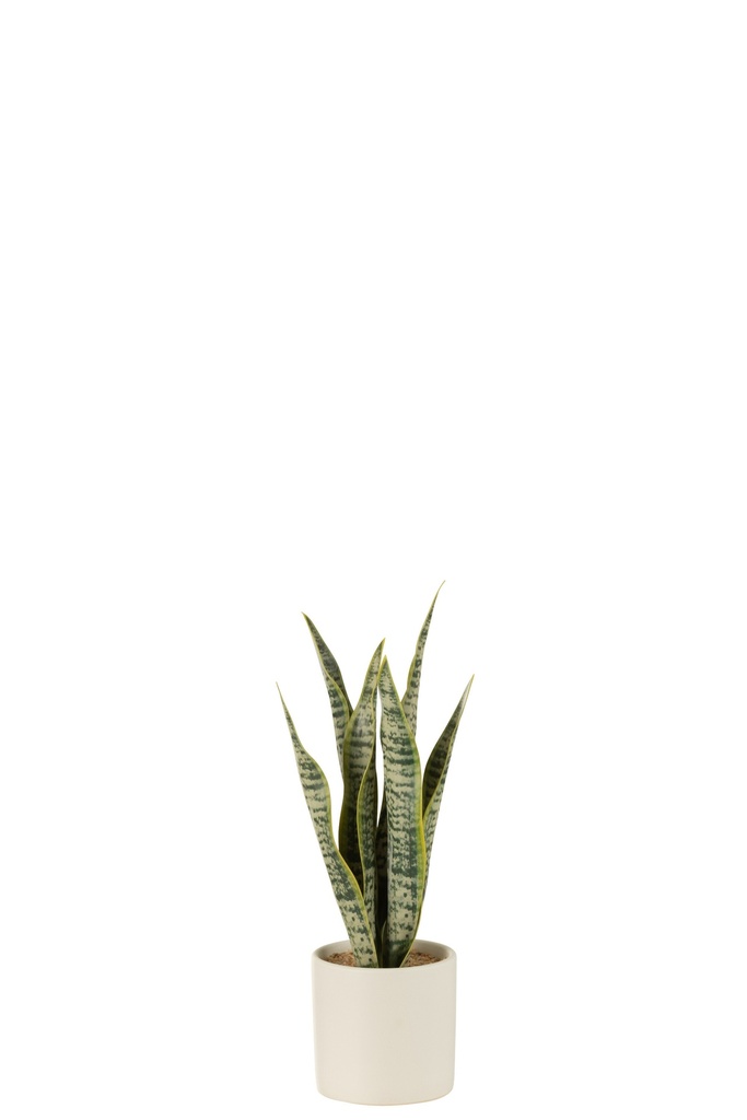 Plante Sansevieria en pot PVC