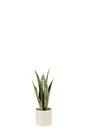Plant Sansevieria In Pot PVC