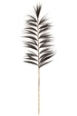 Branche d'herbe Rayung noire