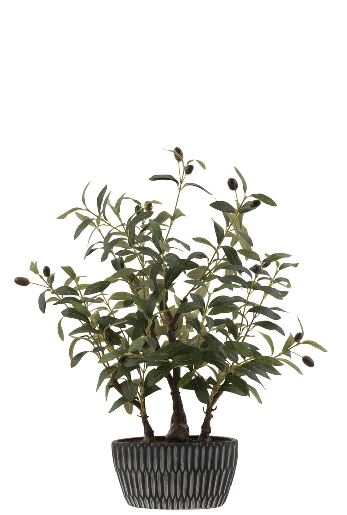 Olive Tree In Cement Pot