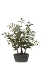 Olive Tree In Cement Pot