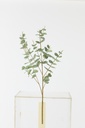 Eucalyptus Textile Green