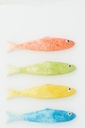 Fish Ceramic Multi Assortment Of