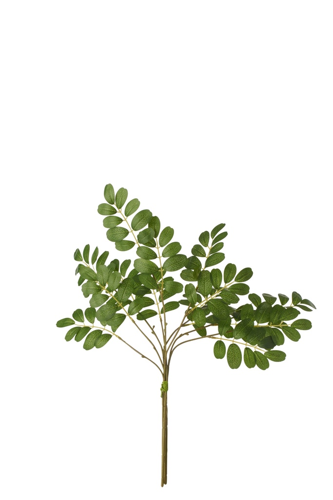 Bundle Of 3 Senna Leaf