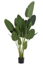 Strelitzia Plastic Green Large