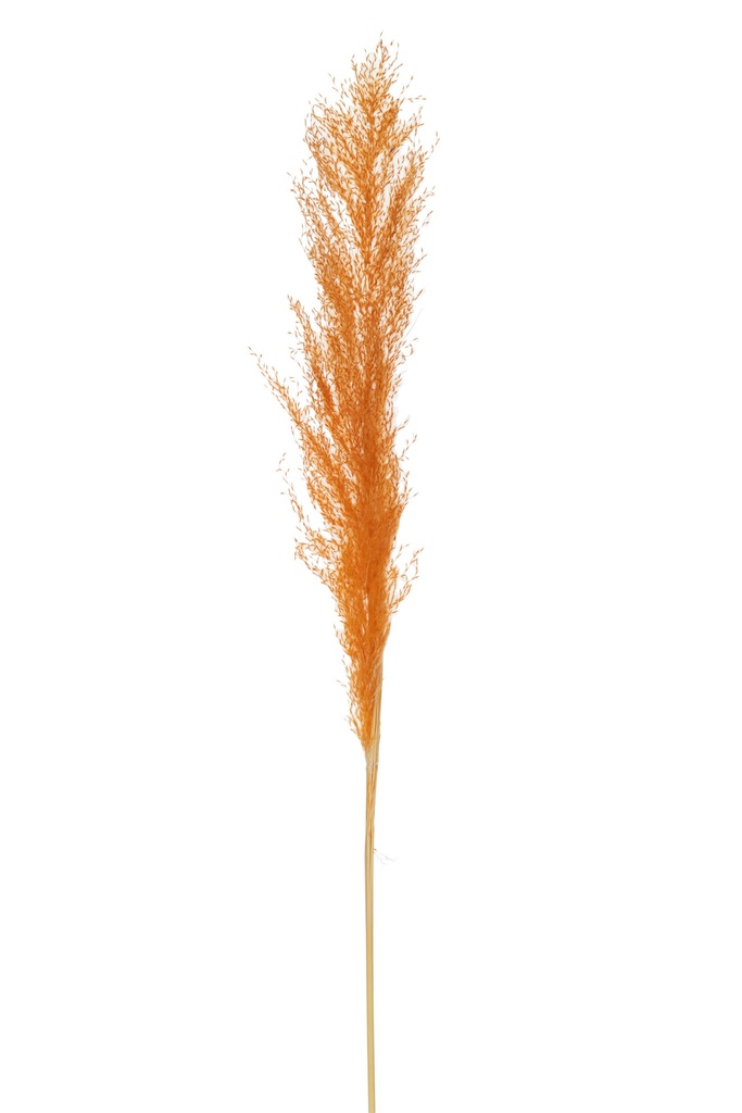 [22469] Branch Feather Pampas Grass Rust