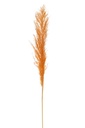 Plume de branche Rouille d'herbe de la pampa