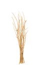 Bundle Of 10 Branch Dry