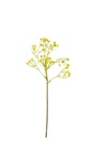 Gypsophila PVC Yellow