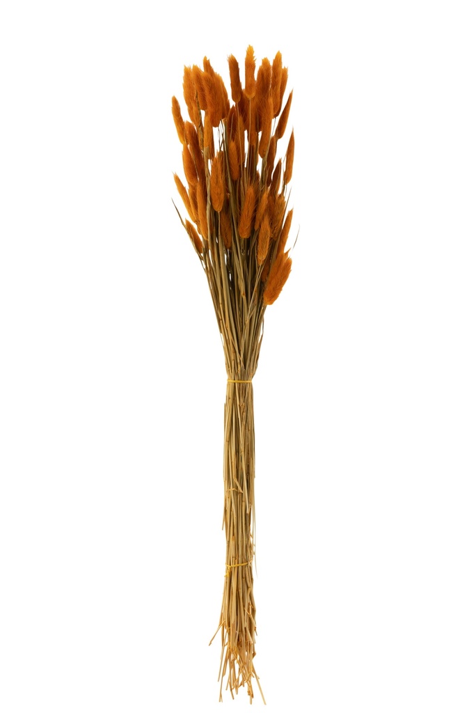 [33211] Bundle Bunnytail Dried Orange