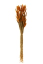 Bouquet d'oranges séchées Bunnytail