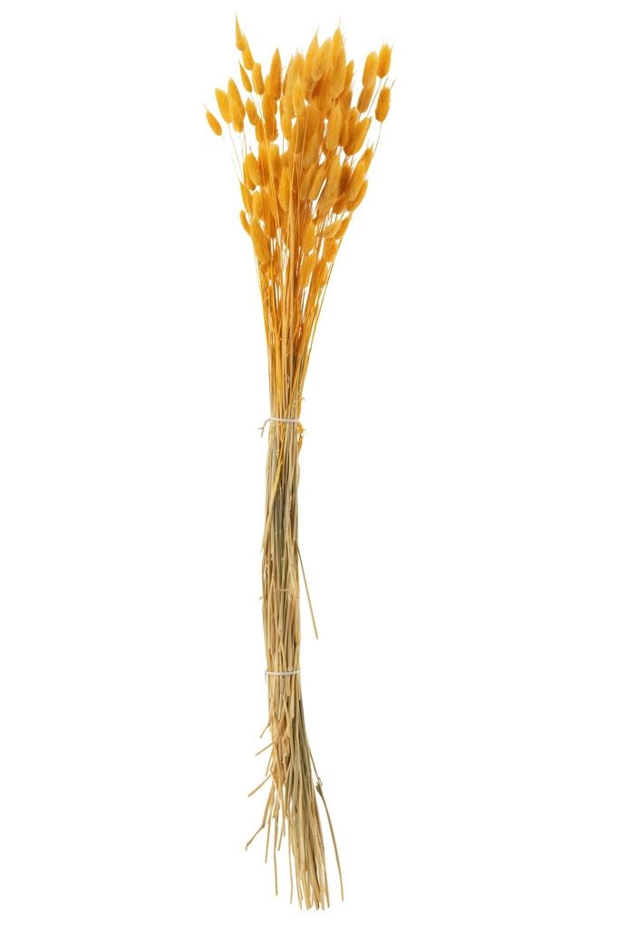 [33212] Bundle Bunnytail Dried Gold