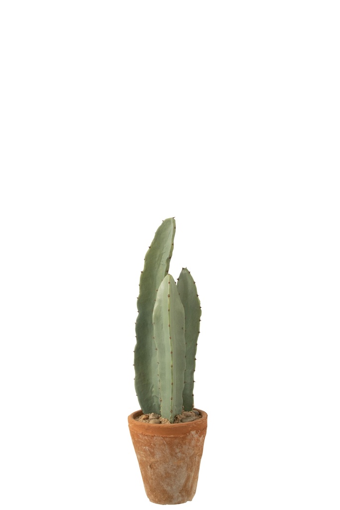 Cactus 3 Parts In Pot