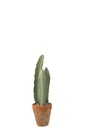 Cactus 3 Parts In Pot