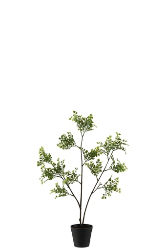 [2567] Leatherleaf Fern In Pot Plastic